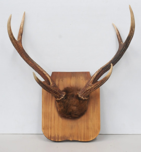 Lot 67 - A Taxidermy Pair of 3 Point Deer Antlers