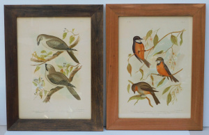 Lot 138 - Gracius Joseph Broinowski (1837 - 1913) Pair Framed ornithological Col Lot 138 - Gracius Joseph Broinowski (1837 - 1913) Pair Framed ornithological Col