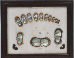 Lot 206 - Framed Display - How Cultured Pearls are Formed - 1 month old, 2 years