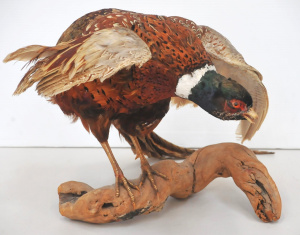 Lot 117 - Vintage Taxidermy pheasant on driftwood base approx 65cm W
