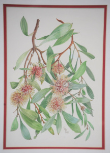 Lot 107 - Susan C Puddy (Active c1980s) Framed Botanical Watercolour - Pincushio