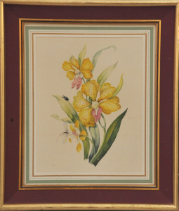 Lot 91 - Artist Unknown - Framed c1900 30s Botanical Watercolour - Tiger Orchid