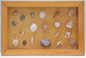 Large framed Collection of Natural Seashells - various kinds incl Conch, Abalone