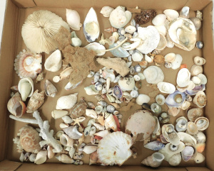 Lot 75 - Collection of sea shells, coral etc