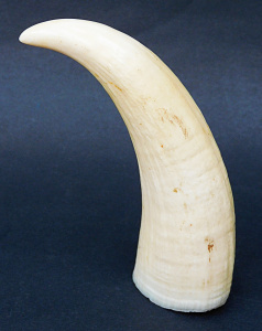 Lot 140 - Vintage Sperm Whale tooth - 10 5cm H