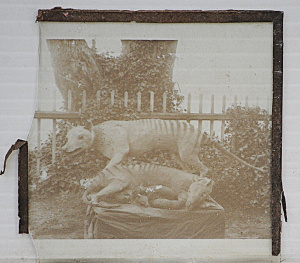 Lot 182 - Vintage glass slide of Tasmanian tiger pair with joeys - image 6cm H -
