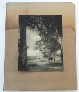 Lot 092 - Photographer Unknown (Williams) Mounted c1925 Australian Photograph -