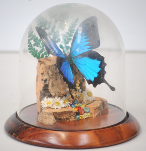 Lot 114 - Taxidermy Butterfly Specimen - Papilio Ulysses - Dunk Island mounted i