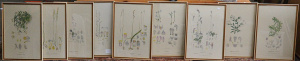 Set of 7 x framed Colour Prints of 19th Century Australian Botanical Orchid Lith