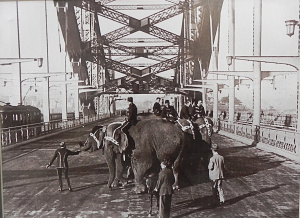 Lot 192 - Mounted vintage Reprinted Sam Hood Photograph - Worth's Circus Elephan