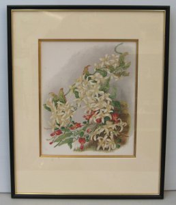 Lot 001 - Framed Louisa Anne Meredith (1812 - 1895) Colour Lithograph - Native C
