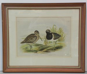 Lot 002 - Framed Gracius Broinowski Lithograph - Birds of Australia - New Hollan